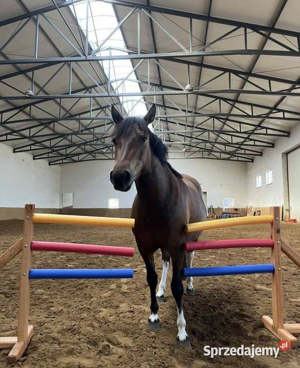 Przeszkody Horse Agility Biskupice sprzedam