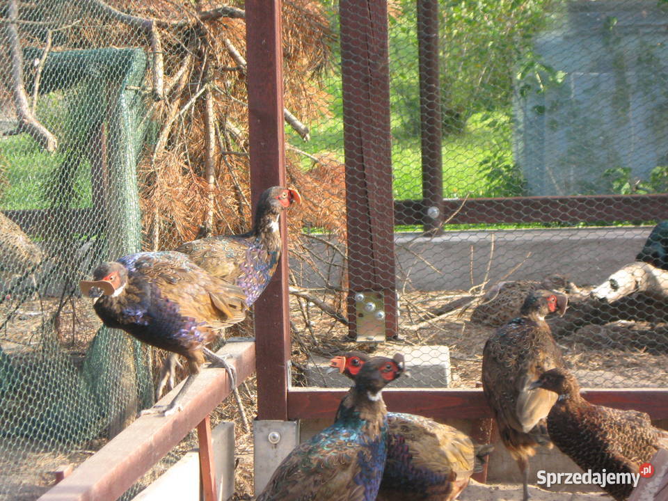 Bażanty mongolskiekoguty Suchedniów