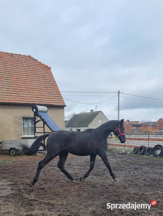 Kary ogier na sprzedaż Rokutów