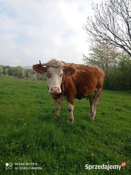 Sprzedam młodą krowę mleczną Rymanów