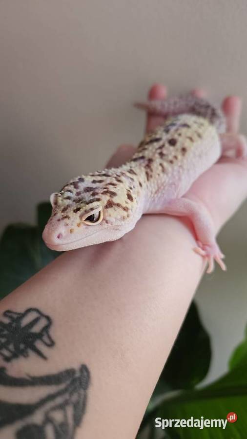 Gekon lamparci samica Zwierzęta Wrocław