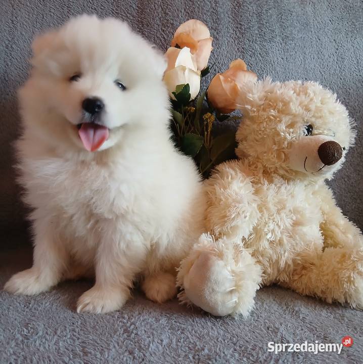 Samoyed Samojed szczenięta Pozostałe sprzedam