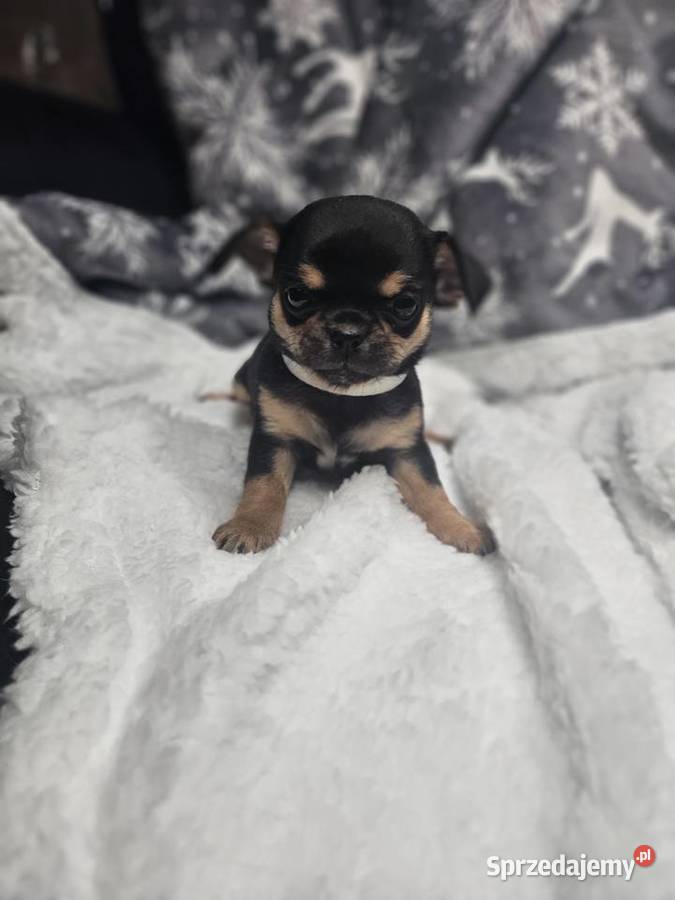 Dziewczynka chihuahua