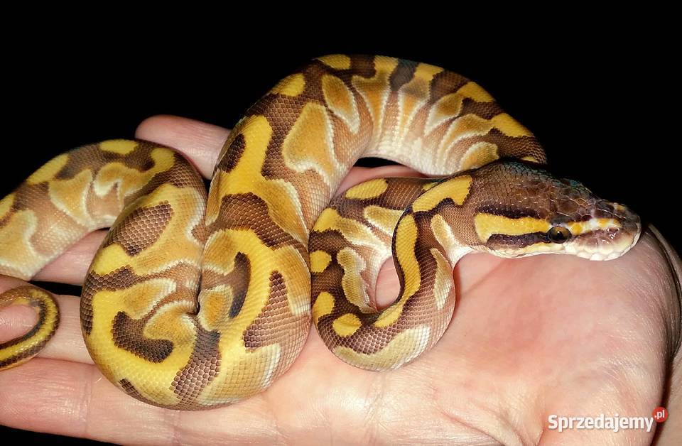Wąż pyton królewski Python regius Enchi Lesser Warszawa