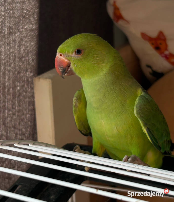 papuga aleksandretta obrożna papużka