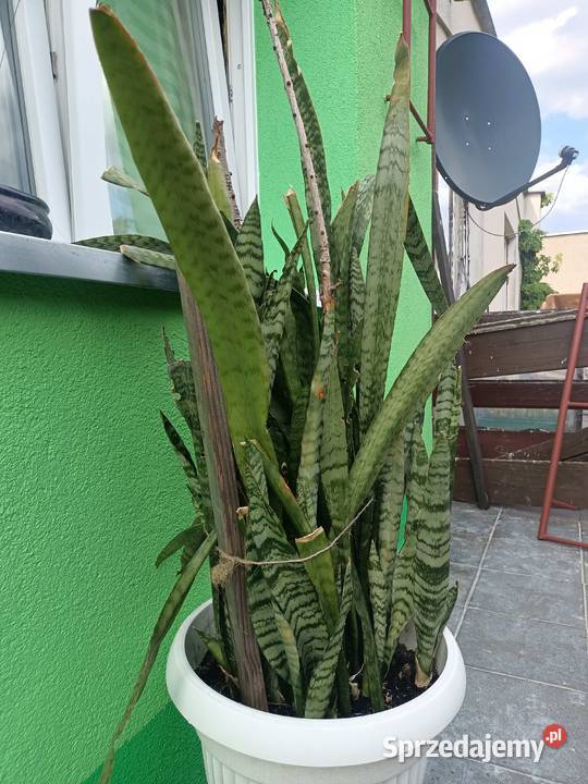 Sansevieria trifasciata lubuskie