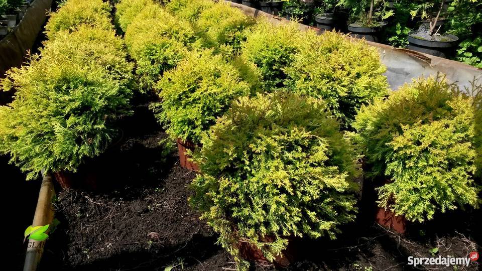 Tuje kuliste DanicaGlobosaMirjam Golden Proszowice