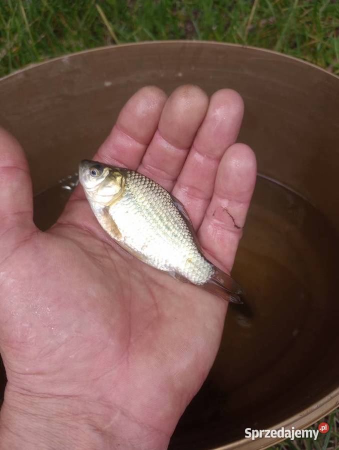 Karaś do oczka stawu Ryby świętokrzyskie Busko-Zdrój