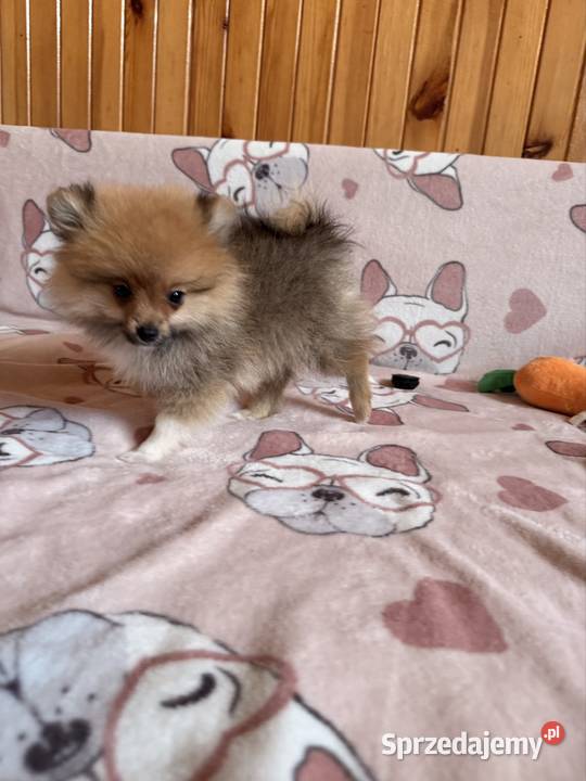 Szpic miniaturowy gotowy na zmianę domku Szpic miniaturowy Psy Częstochowa