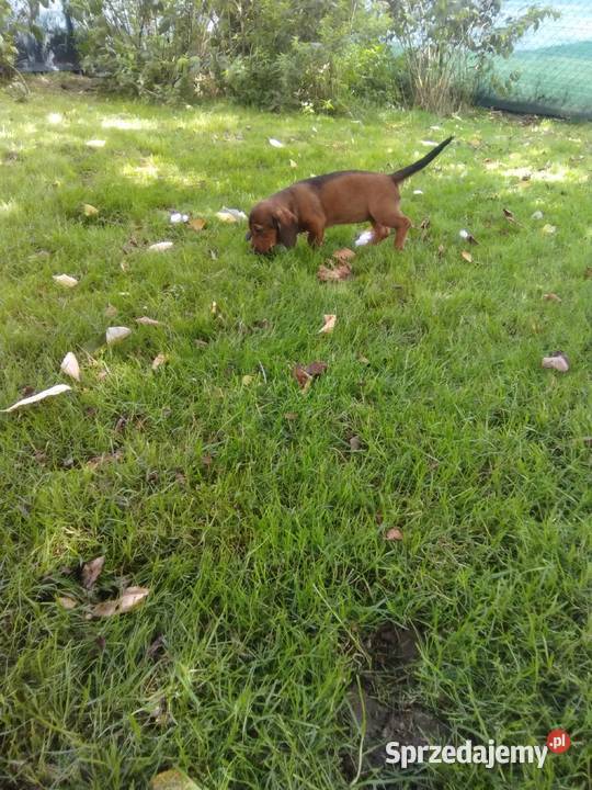 Alpejski Gończy Krótkonożny dolnośląskie