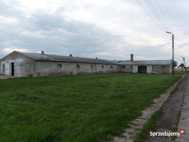 ferma drobiu kurnik kurniki hala produkcyjna