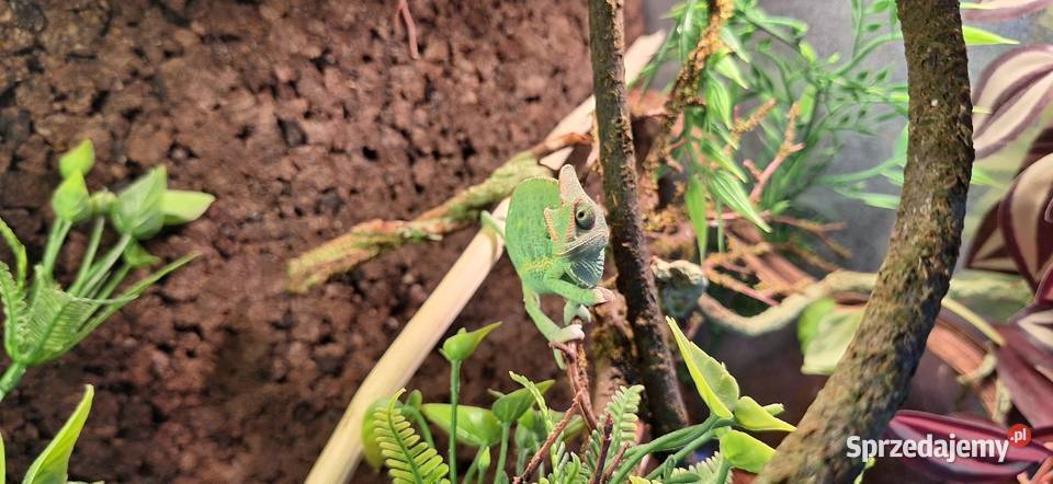 Kameleon jemeński samiec Gady i płazy Wołomin