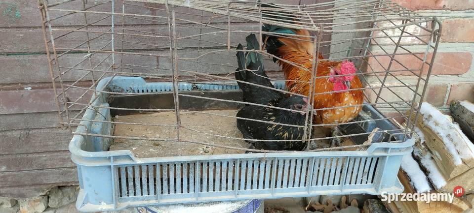 Kury liliputki Tokarówka