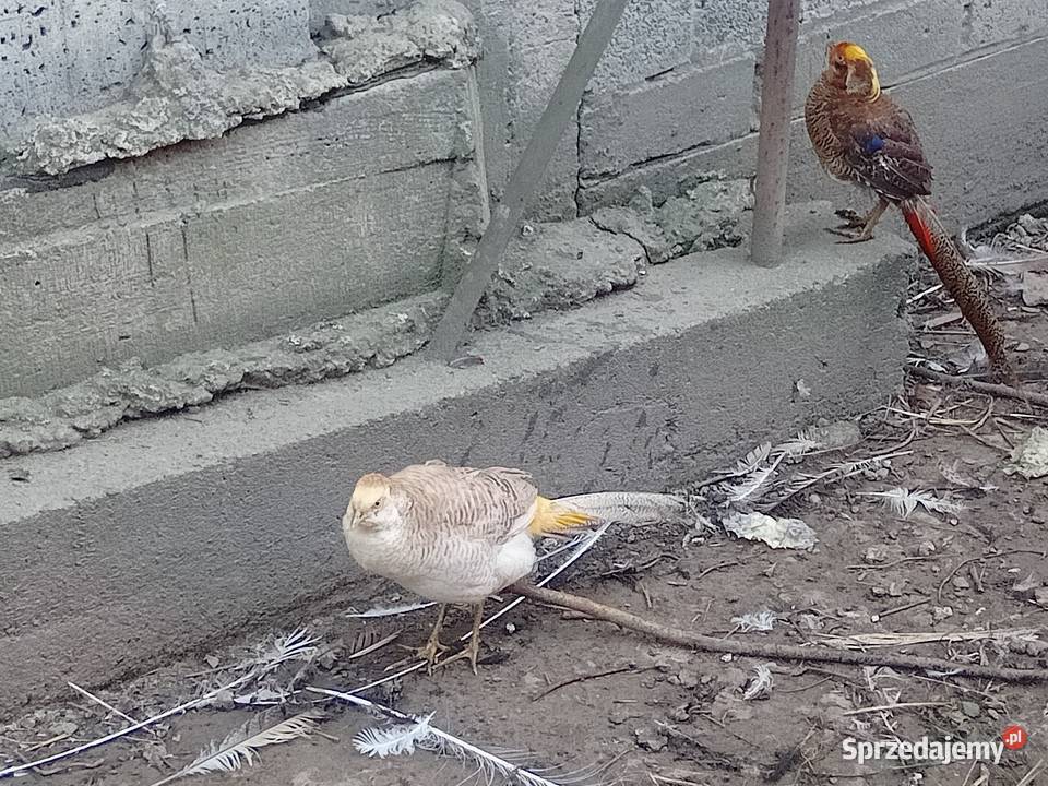 Bażanty bananowezłote dzikie Wawrzeńczyce