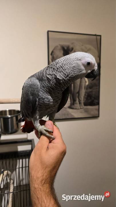 Żako ręcznie karmiony mazowieckie Warszawa