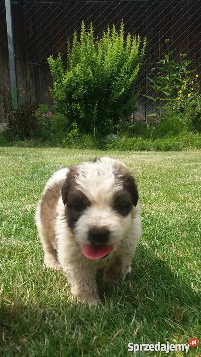 Bernardynyszczenięta Lidzbark Warmiński