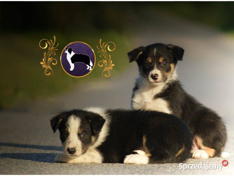 Border Collie Krótkowłose MEGA Pochodzenie FCI