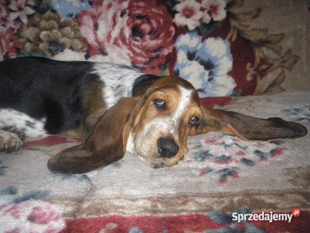 Basset Hound tricolor szczeniak z metryczką Lipno sprzedam