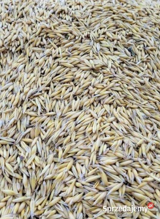 Owies dolnośląskie Bolesławiec