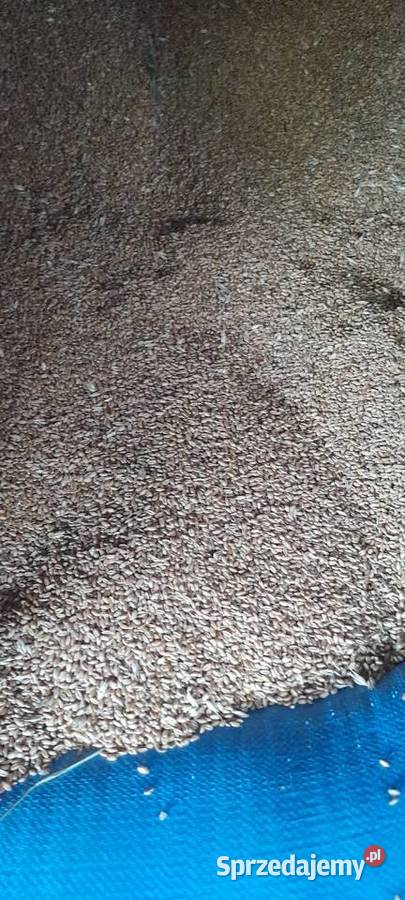 Pszenica ozima Krasnystaw sprzedam