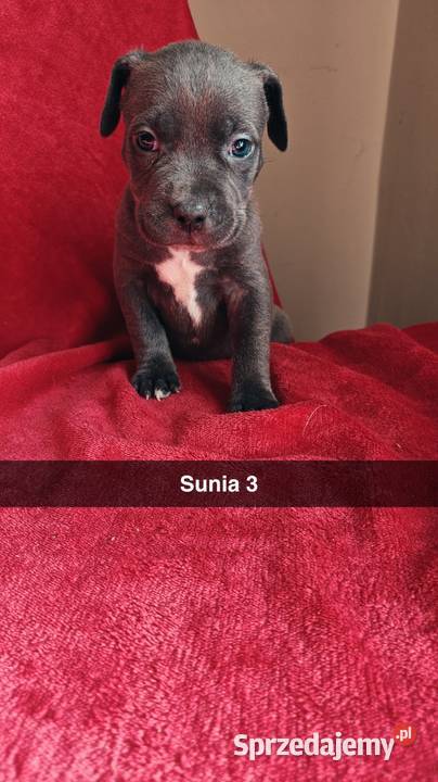 Amstaff Szczeniaki Radomsko