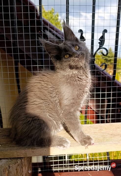 Niebieski kocurek Maine Coon FPL pomorskie Gdańsk