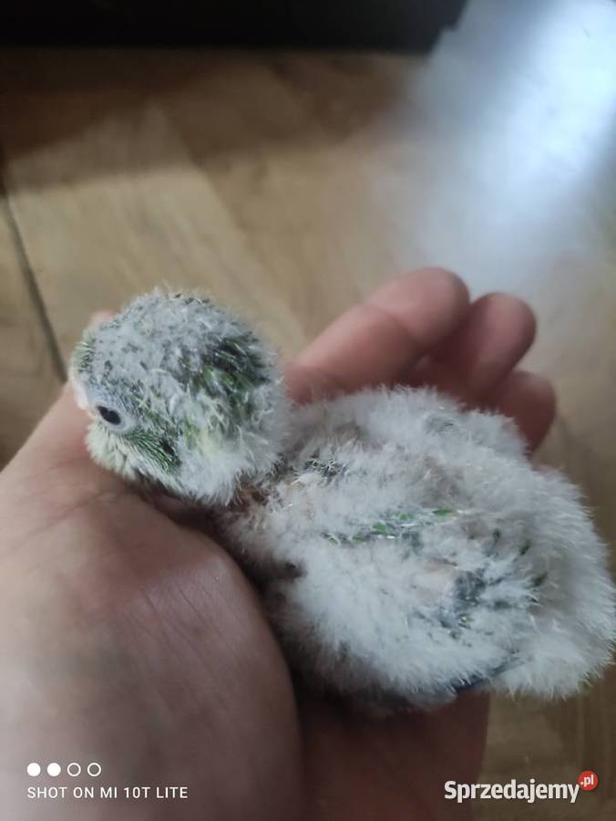 Ręcznie karmione Mnichy nizinne sprzedam Zgierz
