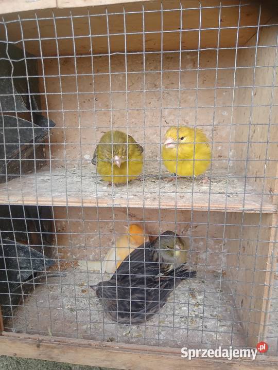 Zeberki gołąbki Ptaki Wawrzeńczyce