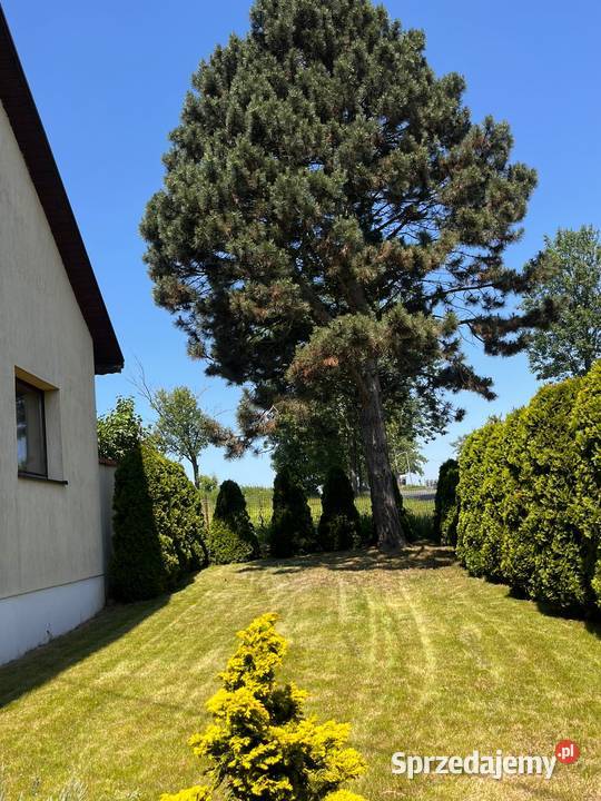 Dom wolnostojący w Gniewkowicach koło Kietrza Sprzedaż Chróścielów