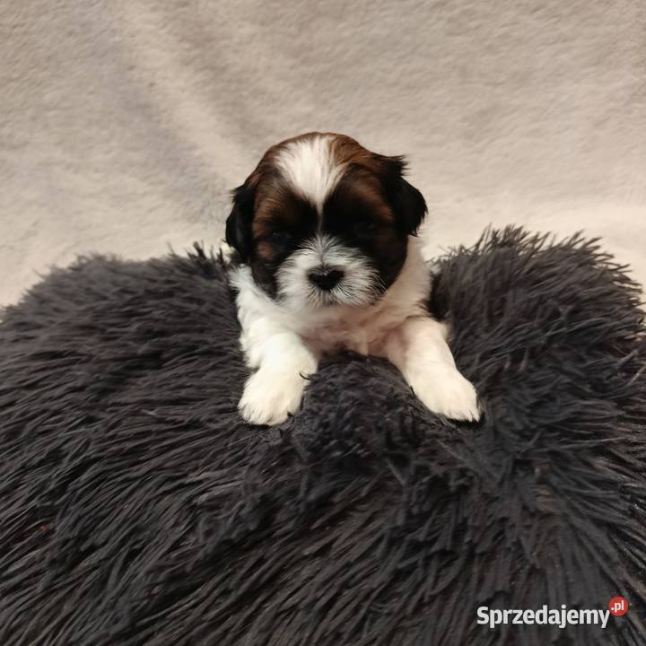 Shihtzu