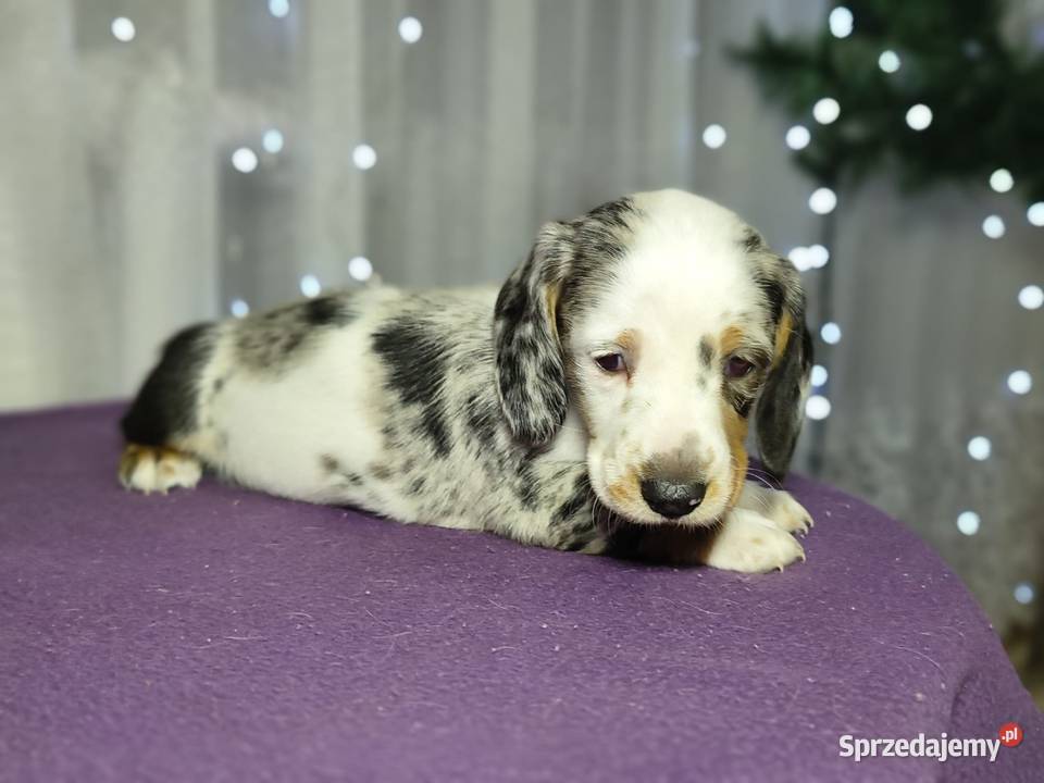 Jamnik suczka łódzkie Żychlin sprzedam