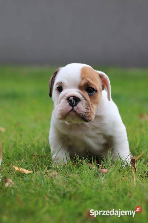 Buldog angielski ZKwP FCI Świerklany