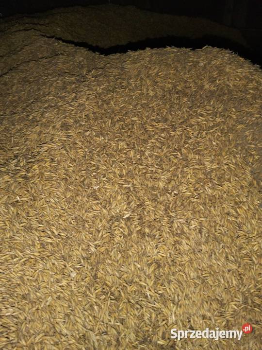 Owies zbiór 2025 Gumieniec