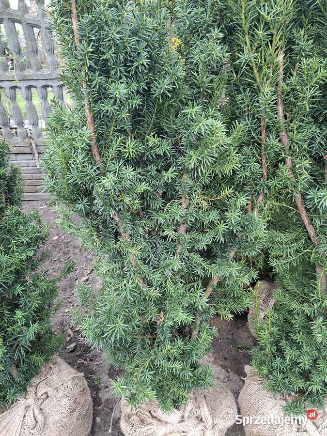 Szybkorosnący Gotowy Żywopłot Cis Hicksii Mszczonów