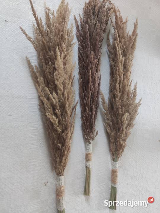 Suszone trawy palemki Kraśnik