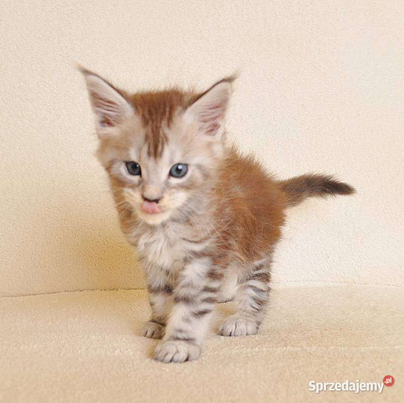 Przepiękna koteczka Maine Coon Rodowód PZFWCF sprzedam