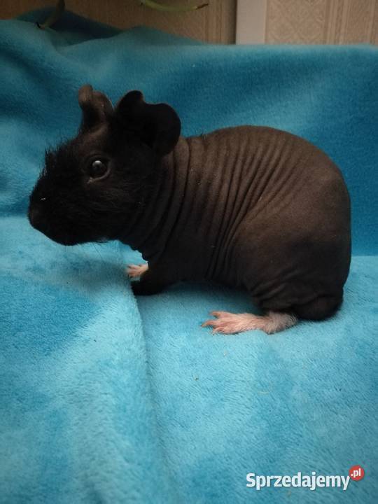 Świnka morska skinny pig Warszawa