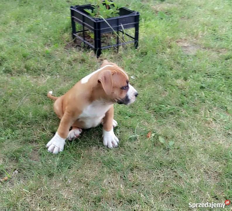 American Staffordshire Terrier szczeniaki