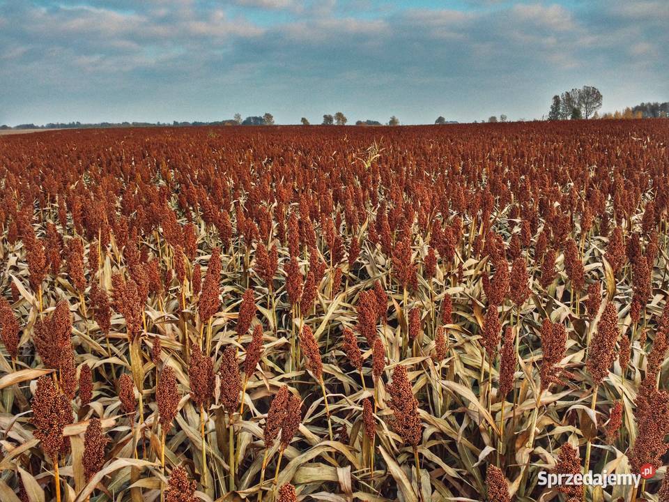 Sorgo Staniowice