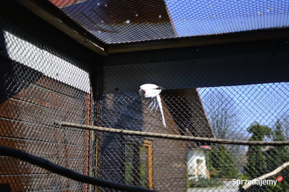 Aleksandreta obrożna samiec Rzeszów