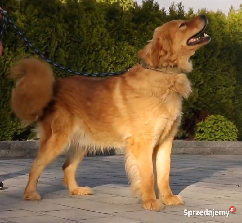 Owczarek Mongolski Bankhar Stok