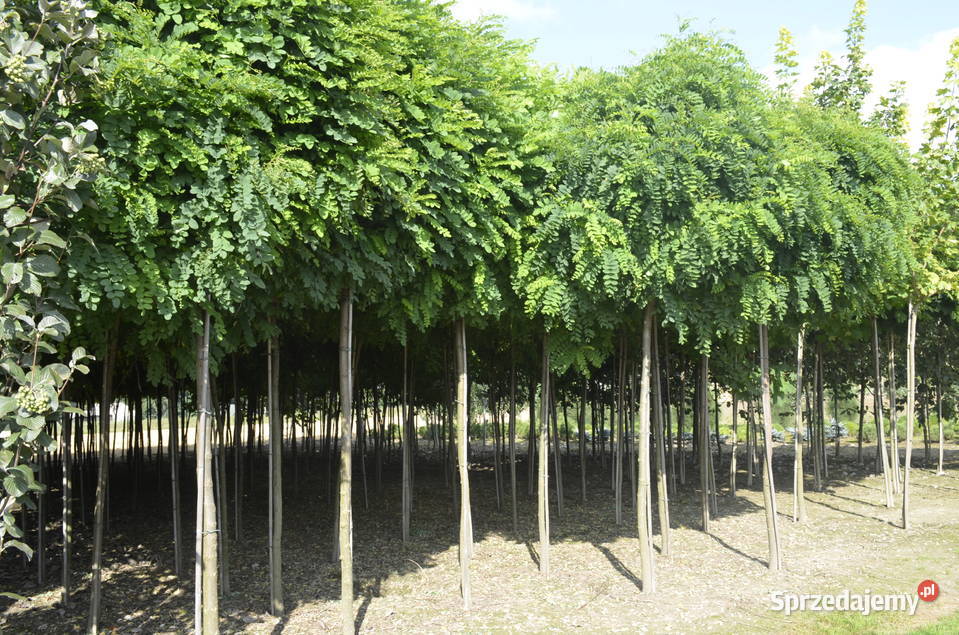 Robinia akacjowa Umbraculifera obw12141416cmm małopolskie Wolbrom