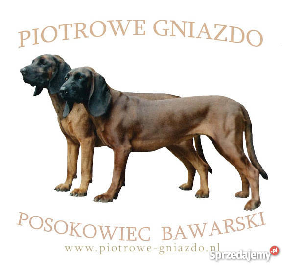 Posokowiec bawarski szczeniaki FCI sprzedam