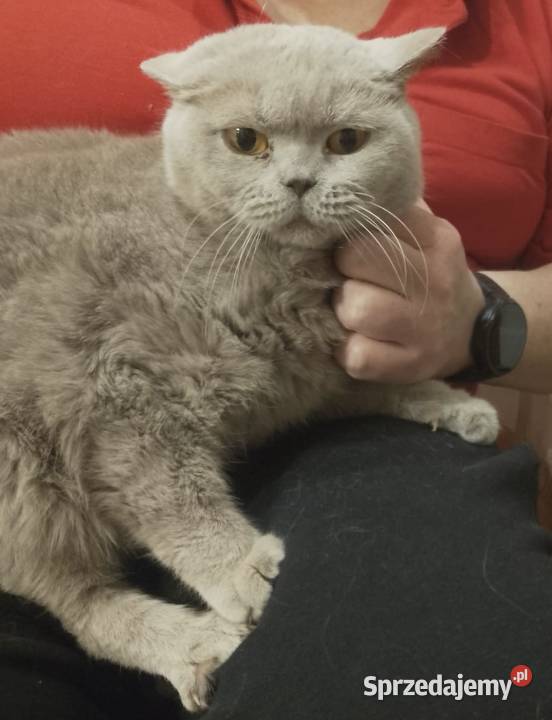 Kot Brytyjski Aleksandria