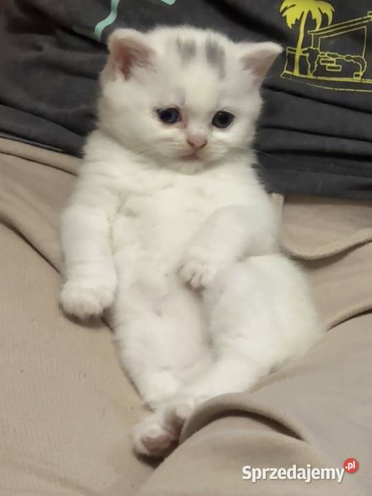 Kot Brytyjski British Shorthair Warszawa