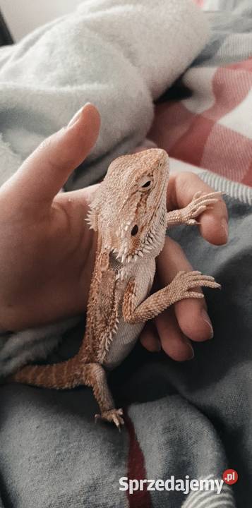 agama brodata podlaskie Białystok