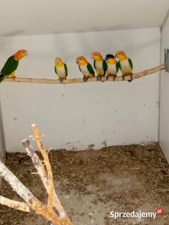 Barwinki Samice Czarnogłowa i Bialobrzucha Jastrzębie-Zdrój