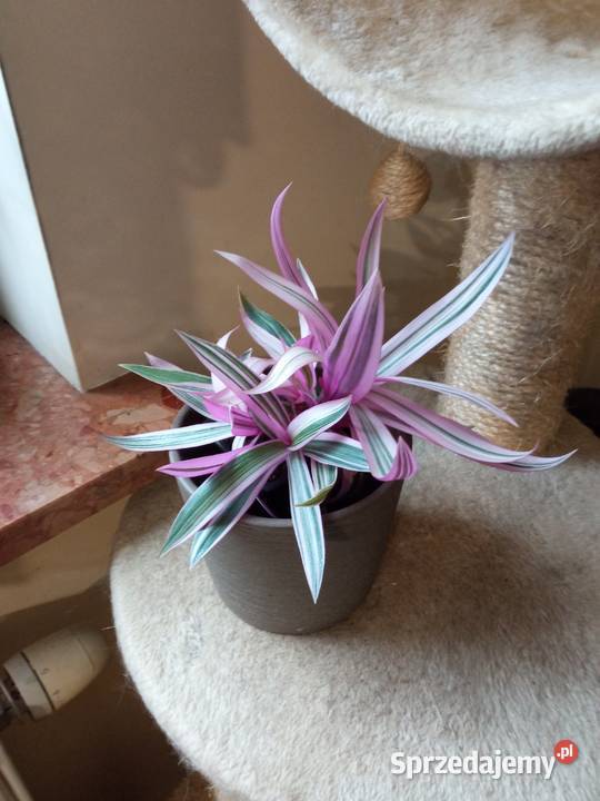 Kwiaty domowe Białystok