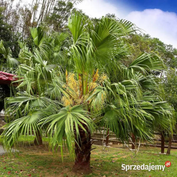 LIWISTONA CHIŃSKA Livistona chinensis NASIONA 10 Rośliny