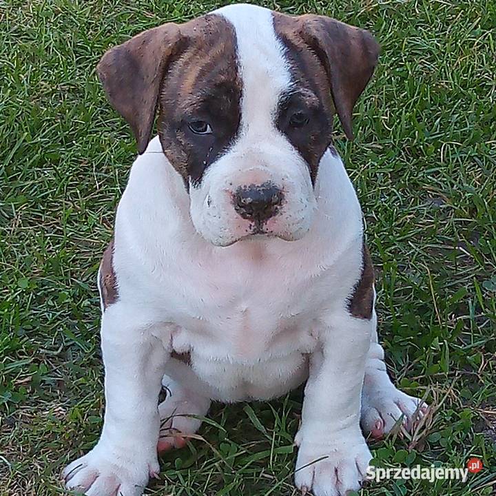 American bully xl suczki ABKC Pozostałe Starogard Gdański sprzedam